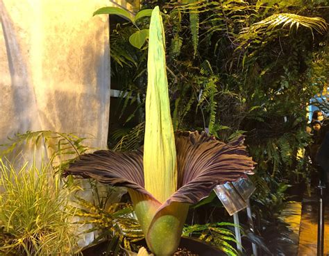 Rare corpse flower to bloom within 14 days at San Francisco Conservatory